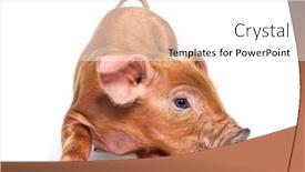  Presentation with kneeling - Slide set having young-pig-kneeling-mixedbreed-isolated background and a white colored foreground