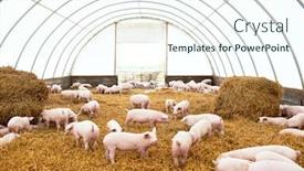  Presentation with pig farm - PPT layouts consisting of young-piglet-on-hay background and a sky blue colored foreground
