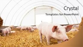  Presentation with pig - Audience pleasing theme consisting of young piglet on hay backdrop and a white colored foreground
