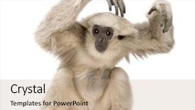  Presentation with gibbon - Presentation theme consisting of young pileated gibbon 1 year background and a coral colored foreground