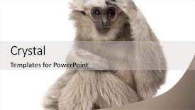  Presentation with gibbon - Slide deck consisting of young pileated gibbon 1 year background and a light gray colored foreground