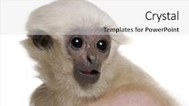  Presentation with gibbon - Colorful presentation theme enhanced with young pileated gibbon 4 months backdrop and a  colored foreground