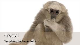  Presentation with gibbon - Cool new presentation theme with young pileated gibbon 4 months backdrop and a coral colored foreground