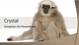  Presentation with gibbon - Amazing slides having young pileated gibbon 4 months backdrop and a coral colored foreground