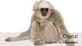  Presentation with gibbon - Theme consisting of young pileated gibbon 4 months background and a coral colored foreground