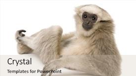  Presentation with gibbon - Beautiful presentation theme featuring young pileated gibbon 4 months backdrop and a mint green colored foreground