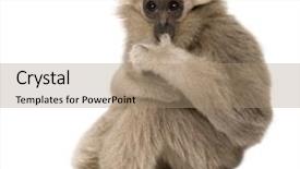  Presentation with gibbon - Presentation theme featuring young pileated gibbon 4 months background and a coral colored foreground