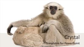  Presentation with gibbon - Cool new slides with young pileated gibbon hylobates pileatus backdrop and a coral colored foreground