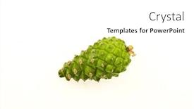  Presentation with pine cone - Cool new PPT theme with young pine cone backdrop and a white colored foreground