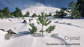  Presentation with growing tree - Amazing theme having young-pine-tree-growing backdrop and a light gray colored foreground