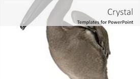  Presentation with pink and white balloons - Cool new PPT theme with young pink-backed pelican 2 months old standing in front of white background backdrop and a white colored foreground