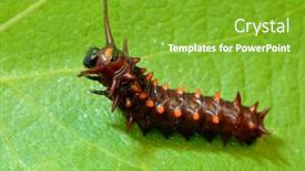  Presentation with caterpillar - Amazing PPT layouts having young-pipevine-swallowtail-butterfly-caterpillar backdrop and a shamrock green colored foreground