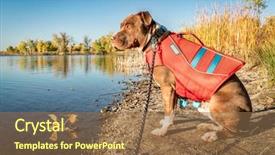  Presentation with pit bull - Cool new presentation theme with young pit bull terrier dog backdrop and a tawny brown colored foreground