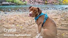  Presentation with pit bull - Amazing slides having young pit bull terrier dog backdrop and a coral colored foreground