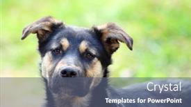  Presentation with dog - Cool new presentation with young-pitiful-stray-dog-looking backdrop and a ocean colored foreground