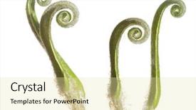  Presentation with fern - PPT theme enhanced with young plant - unfolding fern fronds background and a blonde colored foreground