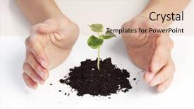  Presentation with young plant - Presentation theme consisting of young plant cover their hands background and a lemonade colored foreground