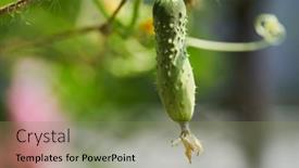 Presentation with young plant - Presentation design having young-plant-cucumber-with-yellow background and a seafoam green colored foreground