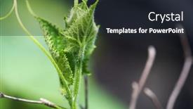  Presentation with leave - Presentation featuring young-plant-cucumber-with-yellow background and a wine colored foreground
