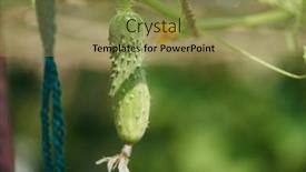  Presentation with young plant - Presentation theme having young-plant-cucumber-with-yellow background and a gold colored foreground