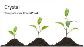  Presentation with evolution - PPT theme consisting of young plant evolution on light background and a white colored foreground