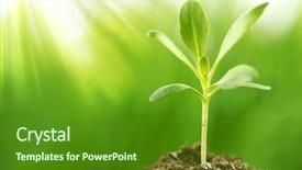  Presentation with young plant - Amazing PPT layouts having young plant growing in sunshine backdrop and a tawny brown colored foreground