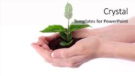  Presentation with young plant - Cool new slides with young plant in hand backdrop and a pink colored foreground