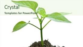  Presentation with young plant - Cool new presentation design with young plant on the white backdrop and a mint green colored foreground