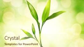  Presentation with young plant - Slide deck enhanced with young plant over abstract blurred background and a cream colored foreground