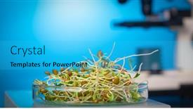  Presentation with plant bacteria - Cool new presentation theme with young-plant-sprouts-raw-green backdrop and a cyan colored foreground