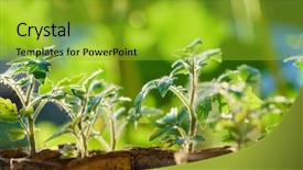  Presentation with young plant - Presentation design featuring young plant background and a gold colored foreground