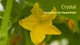  Presentation with cucumbers - PPT theme with young-plants-blooming-cucumbers background and a tawny brown colored foreground