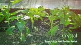  Presentation with greenhouse - Cool new presentation theme with young plants in the greenhouse taking pictures with backlighting backdrop and a tawny brown colored foreground