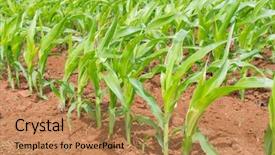  Presentation with maize - Presentation theme enhanced with young plants of maize background and a coral colored foreground