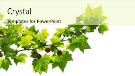 Presentation with bearing - Presentation theme consisting of young platan leaves and fruits background and a  colored foreground