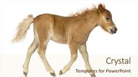  Presentation with foal - Theme with young poney foal trotting background and a lemonade colored foreground