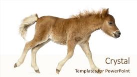  Presentation with foal - PPT layouts featuring young poney foal trotting background and a cream colored foreground