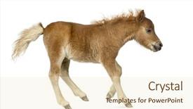  Presentation with foal - Beautiful PPT theme featuring young poney foal trotting backdrop and a cream colored foreground