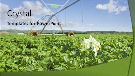  Presentation with potato crop - Audience pleasing slide deck consisting of young potato crop with irrigation backdrop and a  colored foreground