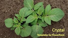  Presentation with young plant - Slide deck having young potato plant growing background and a tawny brown colored foreground