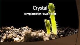  Presentation with potato - PPT theme enhanced with young potato plants background and a black colored foreground