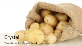  Presentation with ripe golden potato on white - PPT theme consisting of young potatoes in a sack background and a  colored foreground