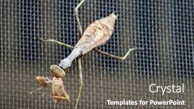  Presentation with stink - PPT layouts featuring young-praying-mantis-eating-live background and a gray colored foreground