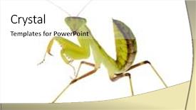  Presentation with young man on the phone - Slides with  background and a  colored foreground
