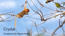  Presentation with proboscis - PPT layouts having young proboscis monkey climbing tree branches in the wild borneo jungle background and a light blue colored foreground