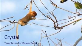  Presentation with proboscis - Audience pleasing PPT layouts consisting of young proboscis monkey climbing tree branches in the wild borneo jungle backdrop and a light blue colored foreground