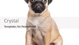  Presentation with puppy - Beautiful PPT layouts featuring young-pug-puppy-sitting-isolated backdrop and a light gray colored foreground