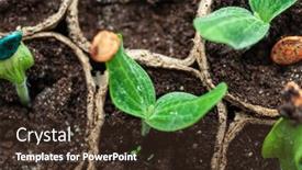 Presentation with young plant - Cool new theme with young-pumpkin-plant backdrop and a tawny brown colored foreground