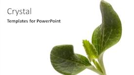  Presentation with vegetable gardening - Beautiful slides featuring young pumpkin seedling on a white background with copy space spring sprout gardening vegetable growing backdrop and a white colored foreground