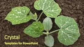  Presentation with organic farming corn seedling growing - Beautiful slide set featuring young pumpkin seedlings growing on the vegetable bed backdrop and a tawny brown colored foreground